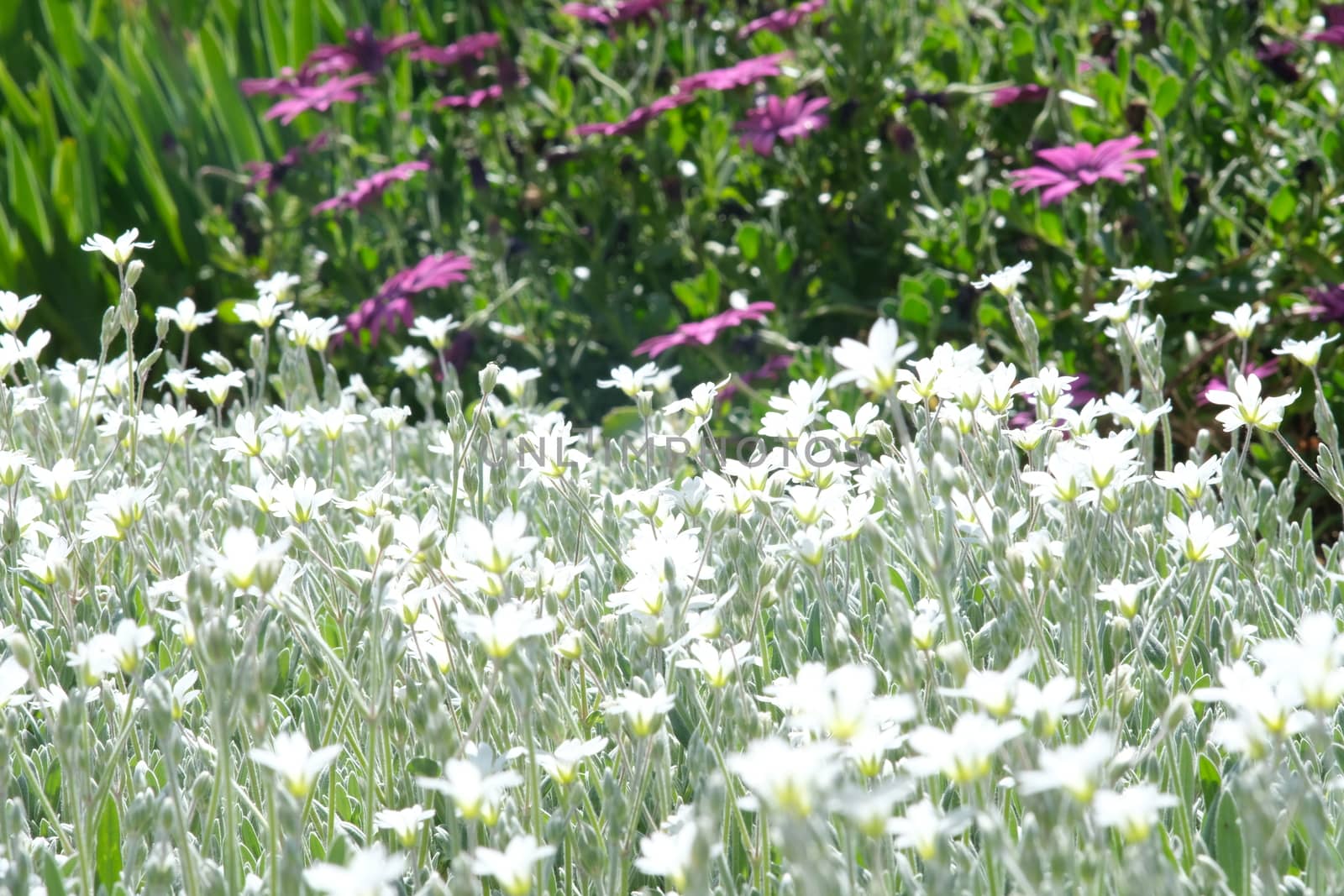 Flowering bush of thyme with bees sucking nectar. Spring flowering in an Italian garden in Liguria. In the foreground purple flowers of African daisy.