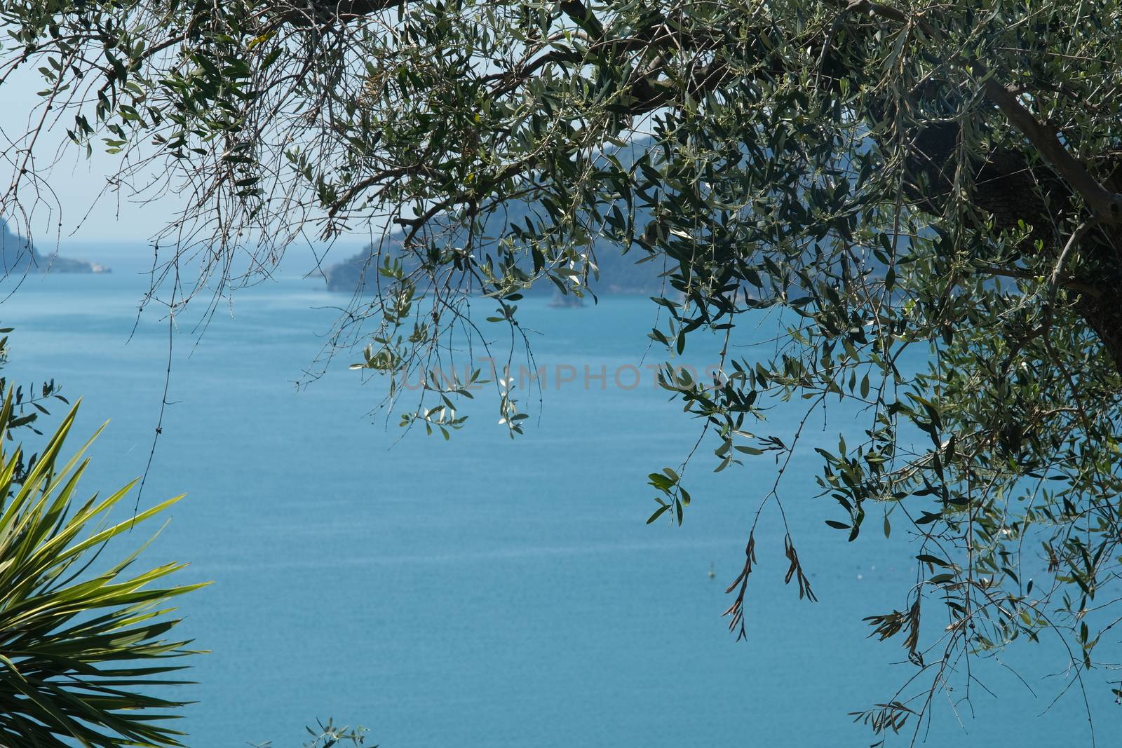 Olive leaves photographed in the Gulf of La Spezia with the background of the Isola del Tino.