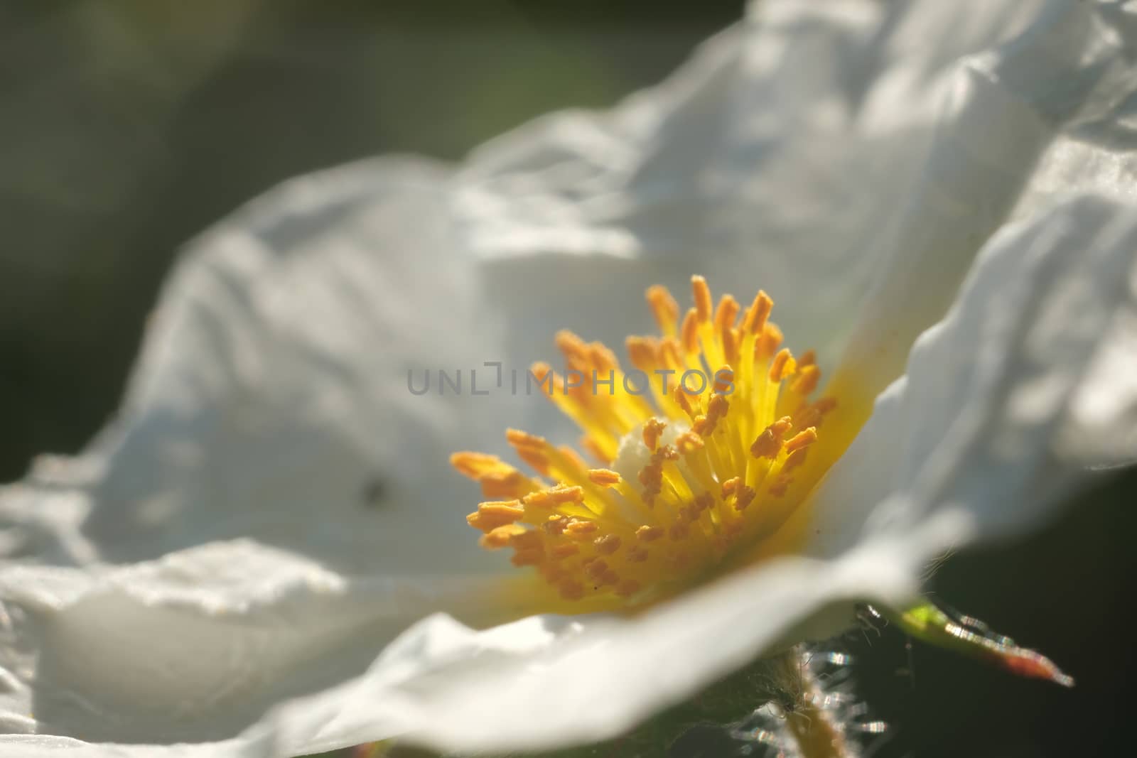 Macro shot of flowering with small plant roses typical of the Mediterranean climate with crumpled petals. 