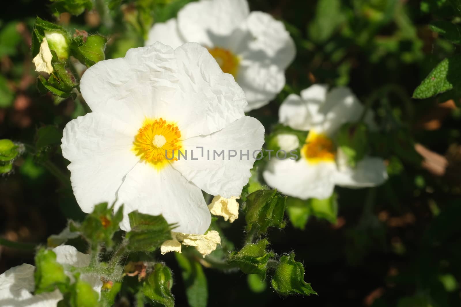 Macro with white cistus flowers in a Ligurian garden. Flowering with roses typical of the Mediterranean climate with crumpled petals.