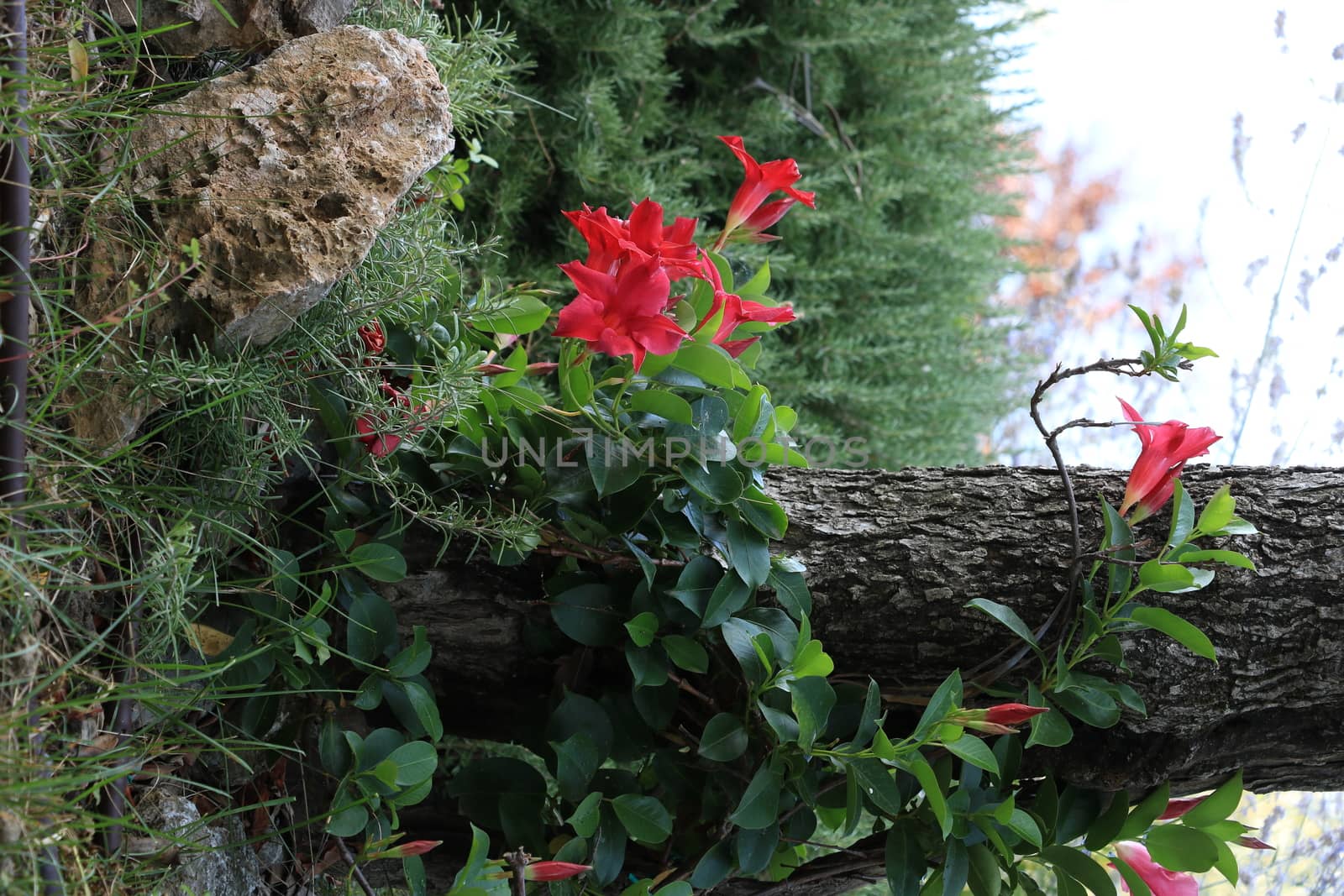 Red flowers of a dipladenia climbing plant in a Mediterranean ga by Paolo_Grassi