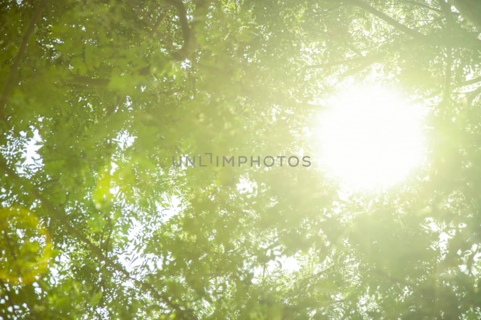 Abstract blur of green tree with light by liewluck