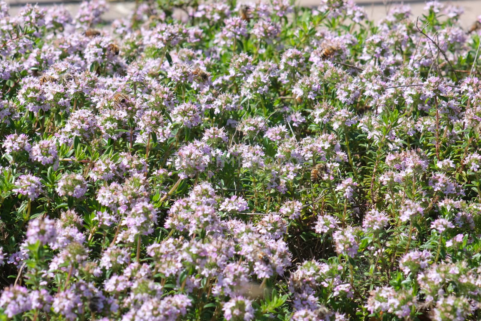 Bees suck the nectar of thyme bloom. Many bees on a bush with sp by Paolo_Grassi