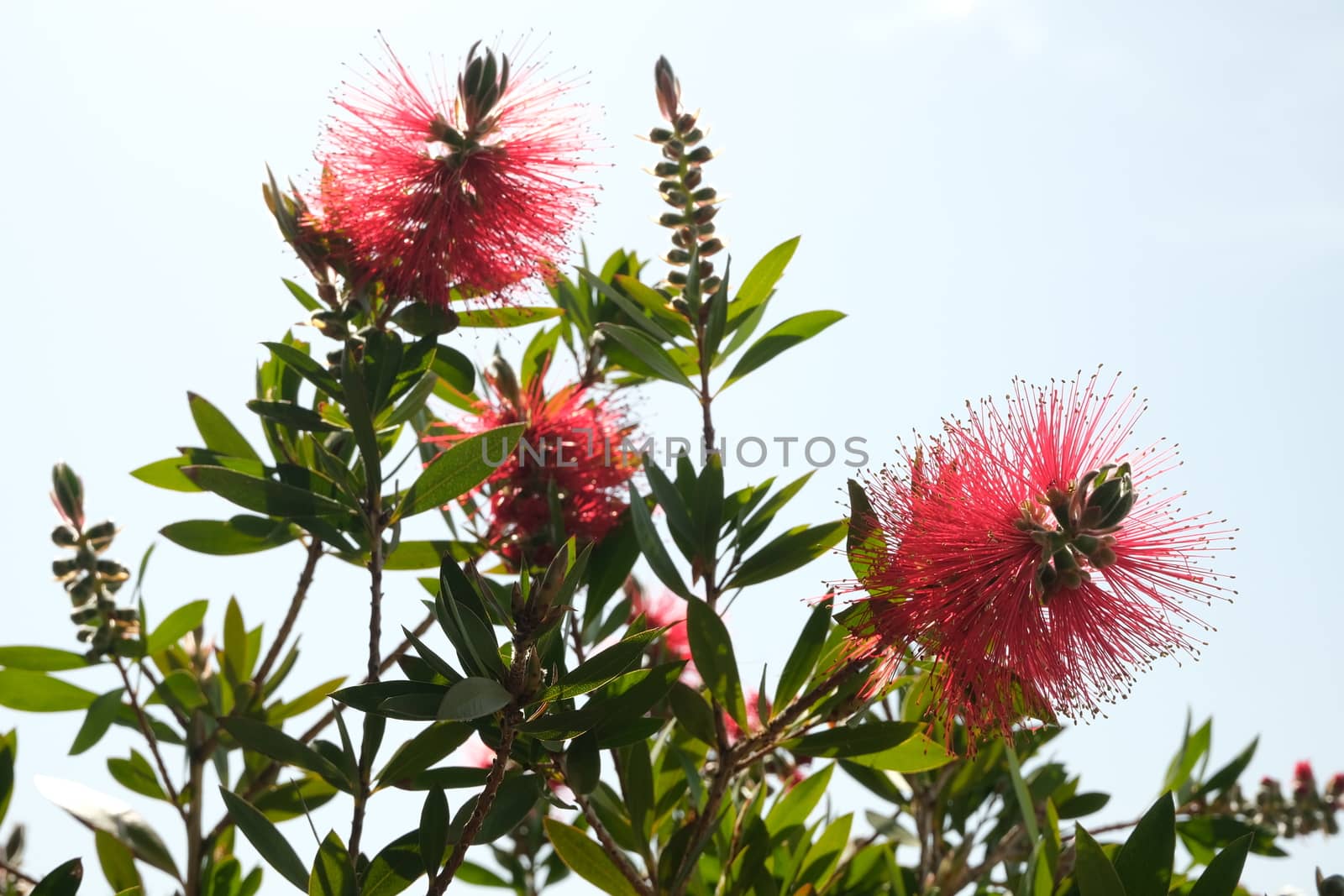 Spikes of red flowers with vegetation in spring in the garden of Liguria.