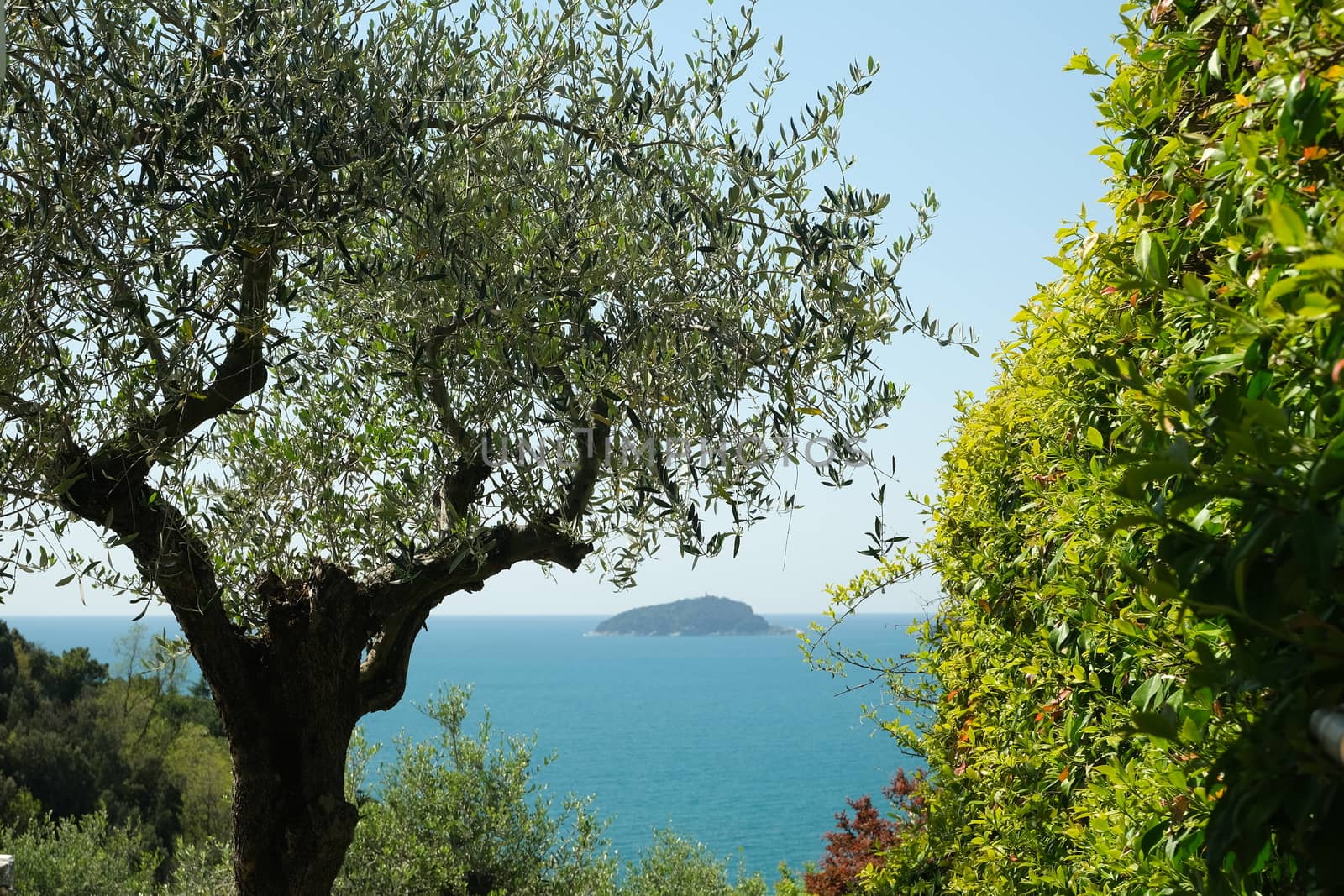 Garden with climbing plants of rincospermum on the Ligurian sea. by Paolo_Grassi