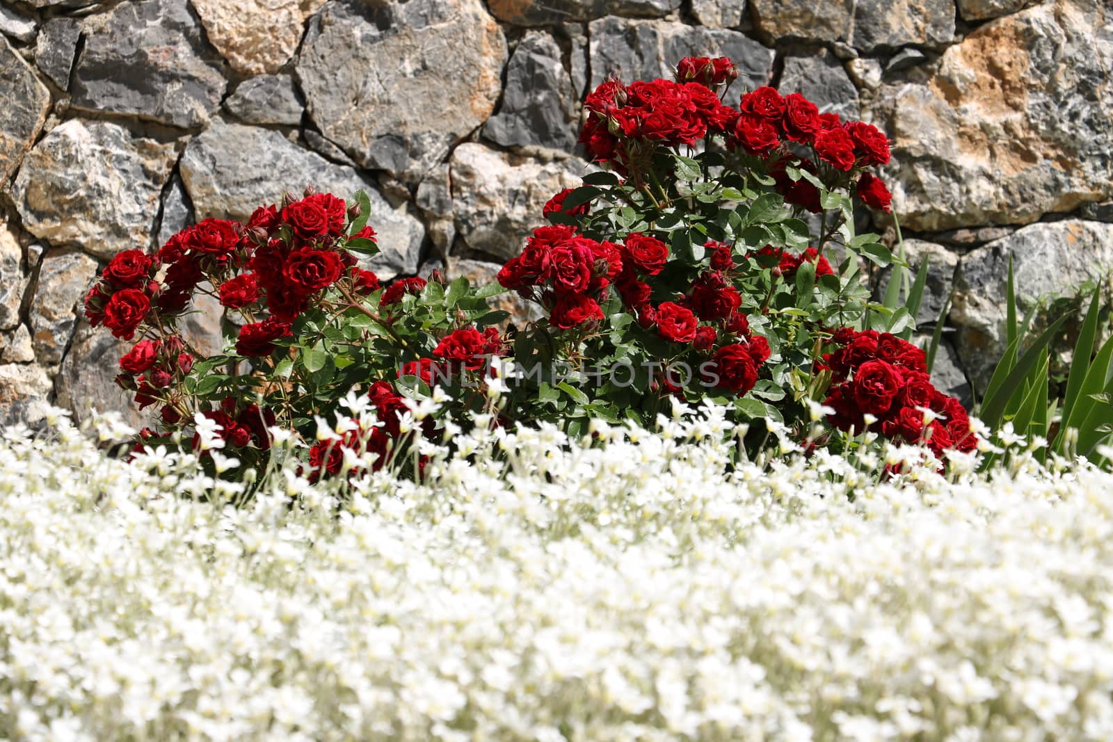 Bush of red roses in front of a white-flowered cerastium meadow. by Paolo_Grassi