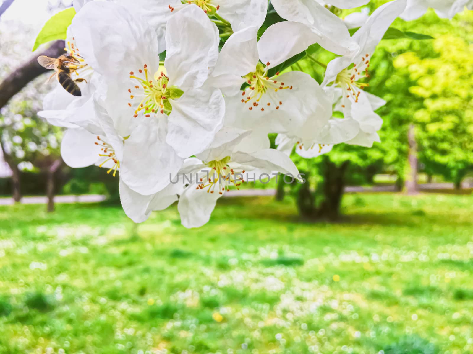 Blooming apple tree flowers in spring garden as beautiful nature landscape, plantation and agriculture by Anneleven