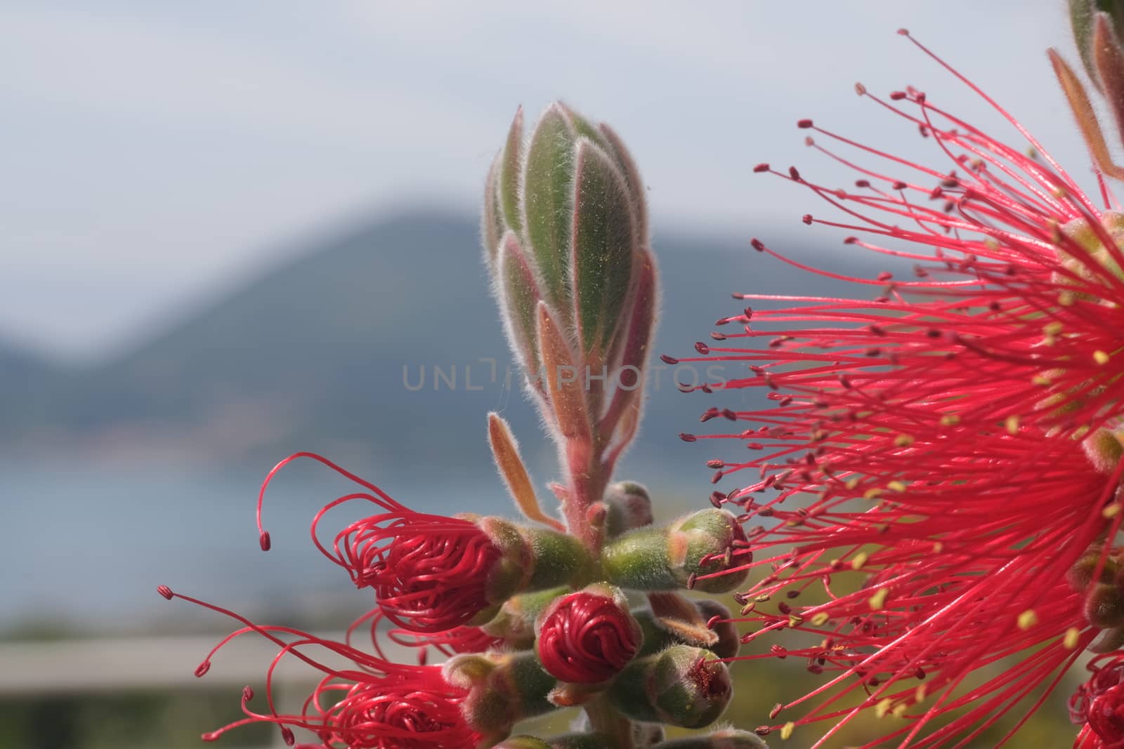 Macro Photo of Callistemon flowers in a garden overlooking the L by Paolo_Grassi