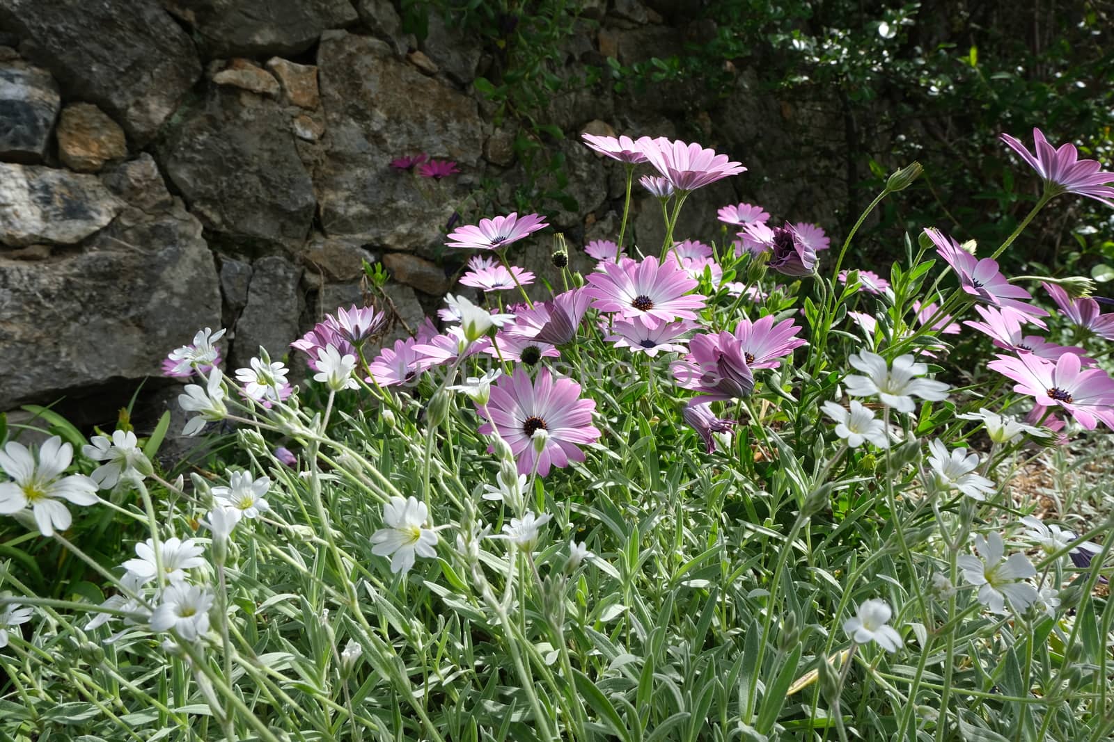 Spring flowering of pink African daisies. Flowering bush and mea by Paolo_Grassi