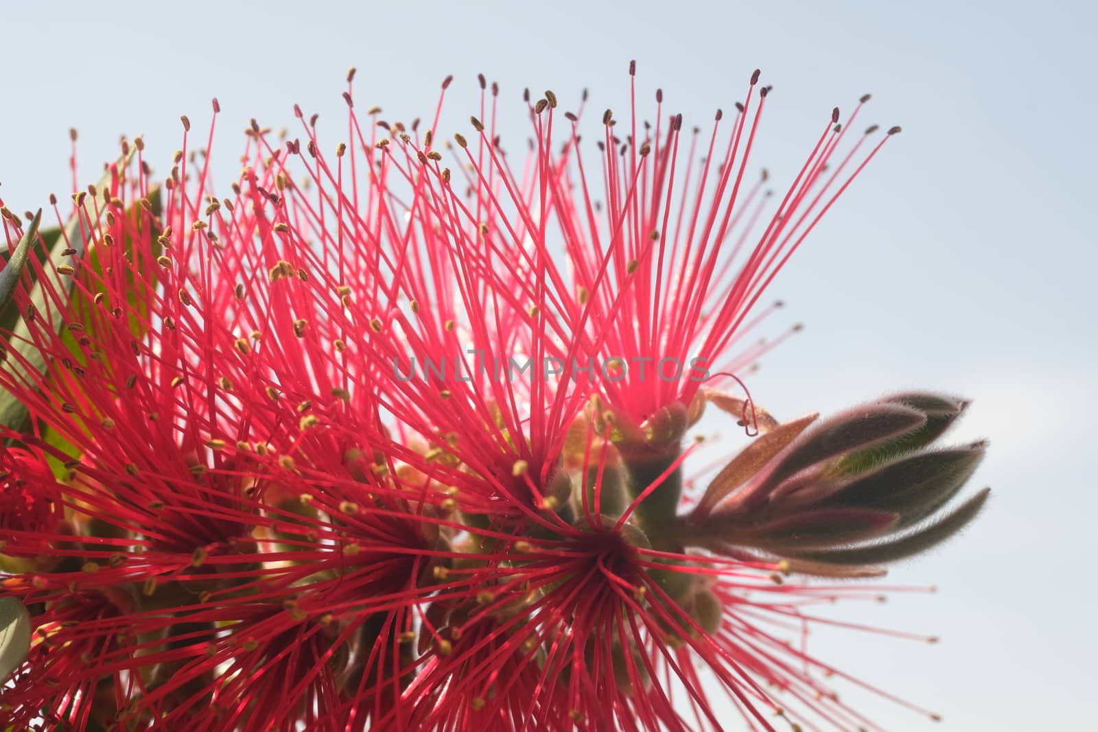 Macro photo of Callistemon flowers in a garden overlooking the Ligurian sea. Ears of red flowers in spring.