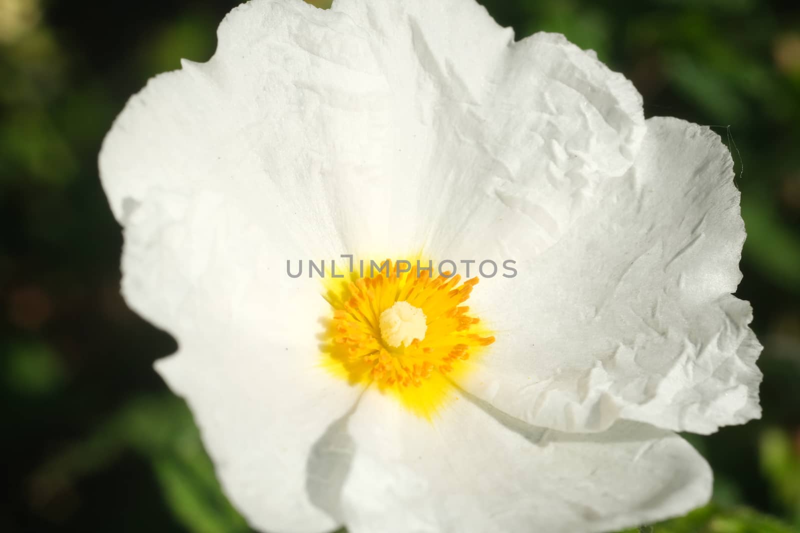 Macro with white cistus flowers in a Ligurian garden. Flowering  by Paolo_Grassi