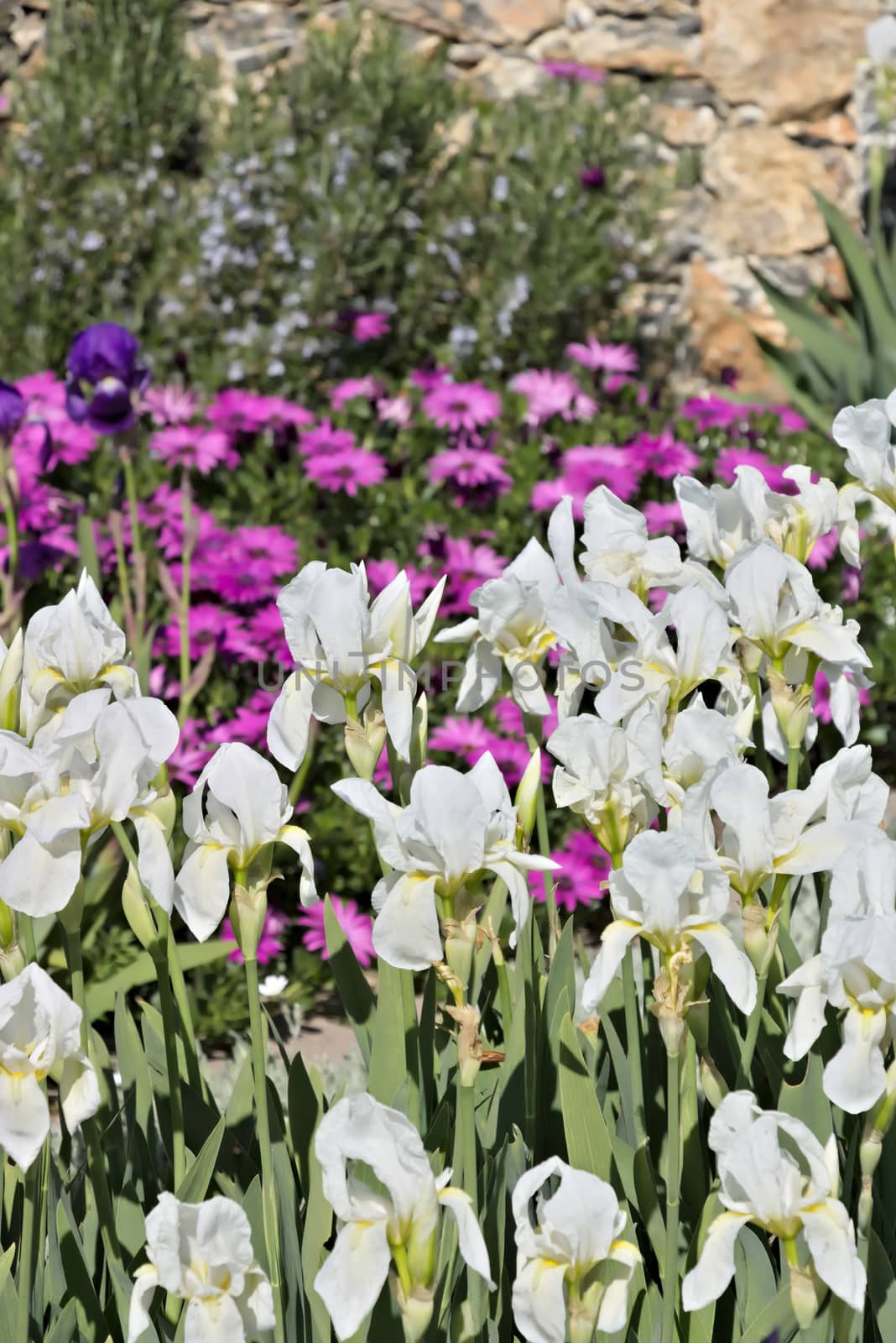 In a Mediterranean garden of the Ligurian coast with purple African daisy flowers and white irises.