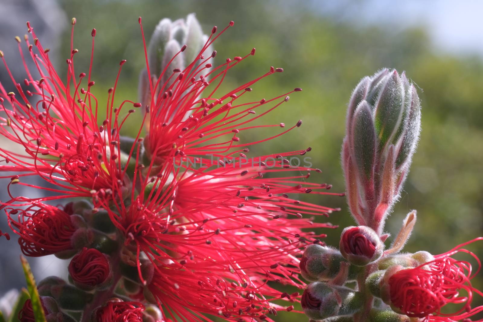 Macro photo of Callistemon flowers in a garden overlooking the Ligurian sea. Ears of red flowers in spring.