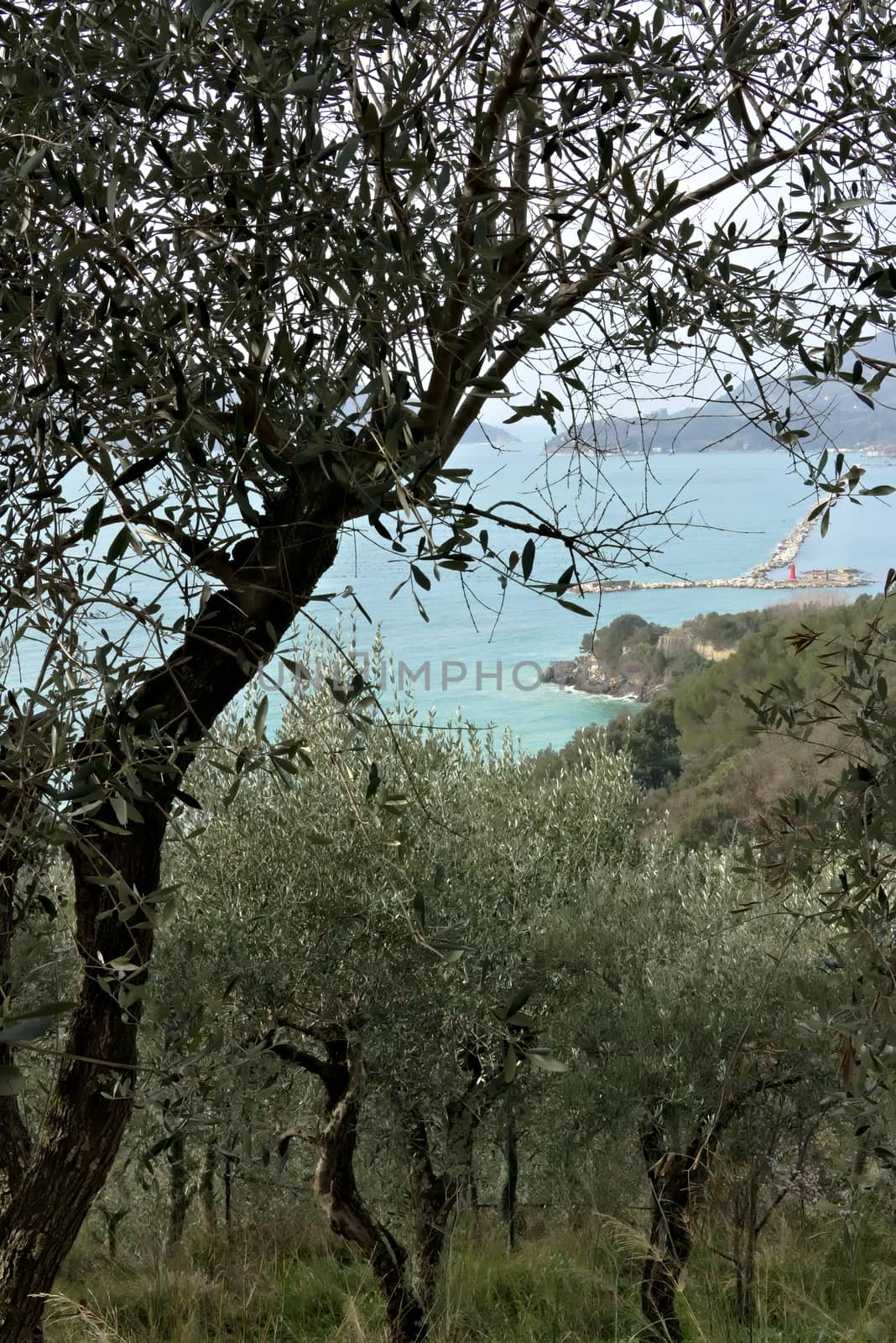 Olive leaves on the background of the cliff by Paolo_Grassi