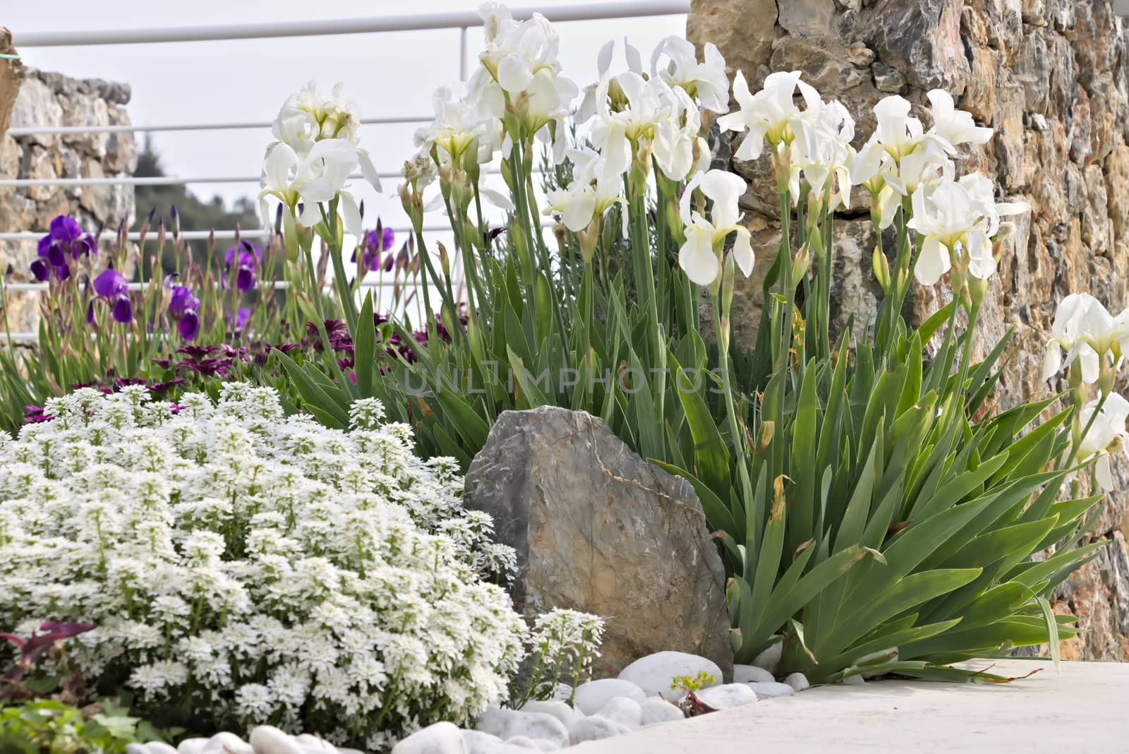 The flowers of African daisy (Dimorphoteca pluvialis), Iberis and Iris.