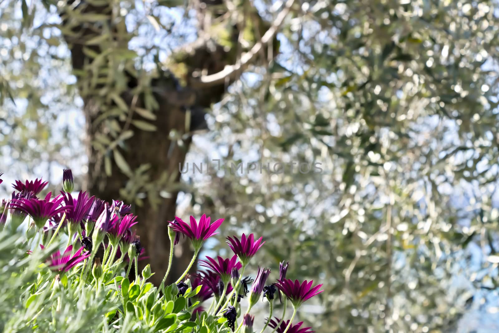 A bush of  African daisy (Dimorphoteca pluvialis).  by Paolo_Grassi