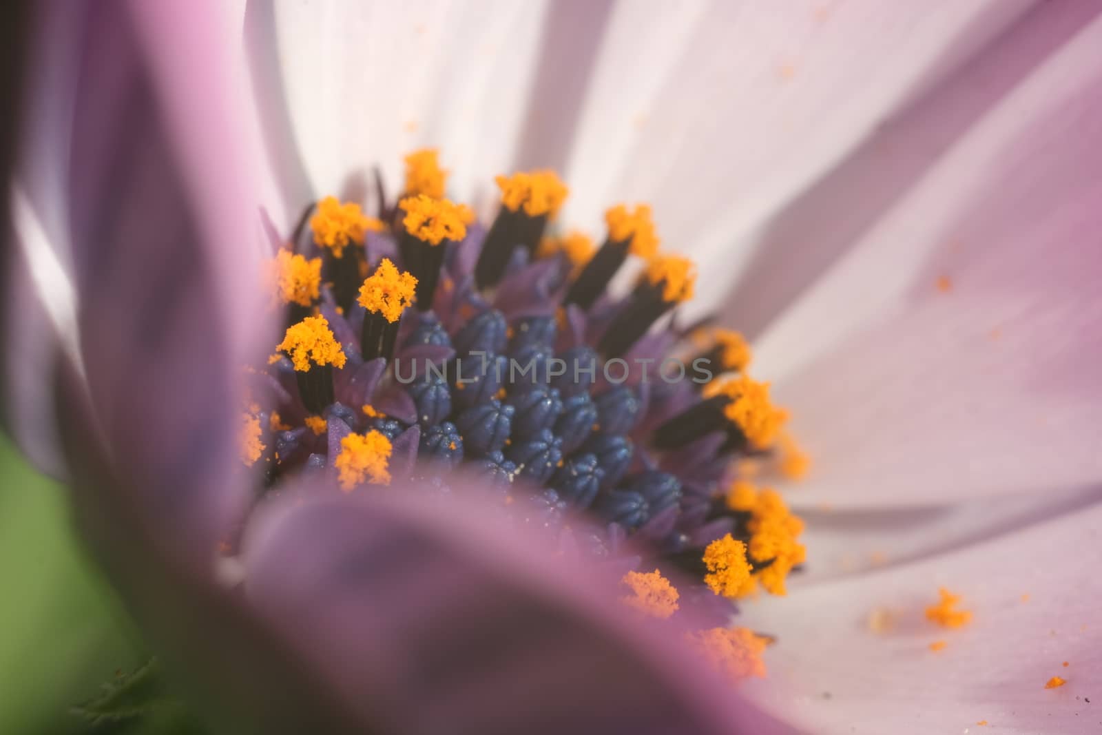 Pistils with pollen and petals in an daisy flower. Macro of pink by Paolo_Grassi