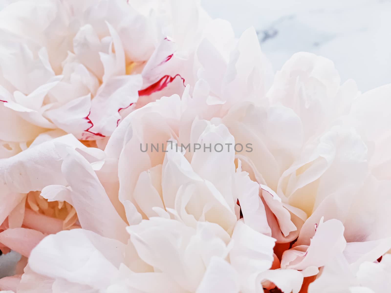 Bouquet of peony flowers on luxury marble background, wedding flatlay and event branding design