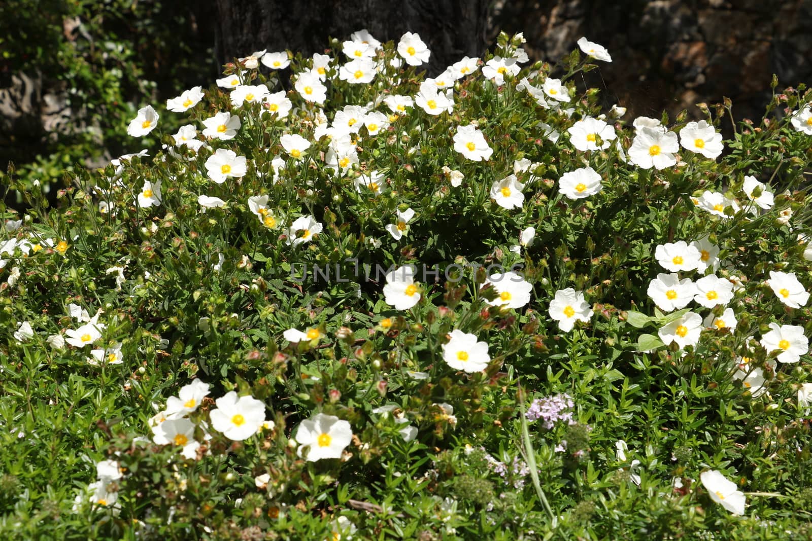 Cistus bush in bloom in a Mediterranean garden in Liguria. Spring flowering.