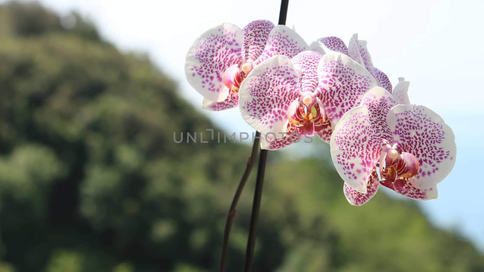 Pink orchid flowers with red dots. Landscape with hill. by Paolo_Grassi