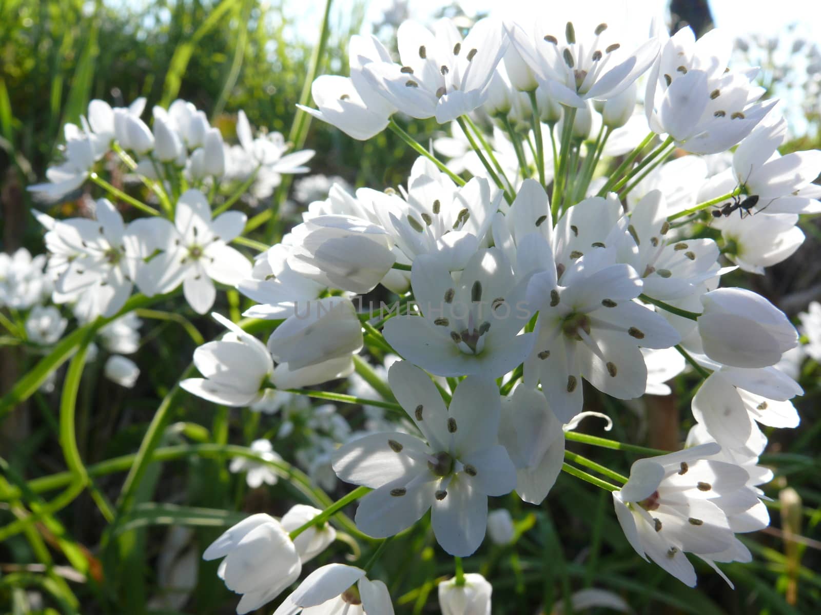 White flowers of wild garlic in a land in the Cinque Terre in Liguria.