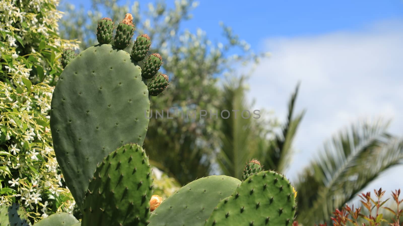 Prickly pear flowers in a Mediterranean garden. by Paolo_Grassi