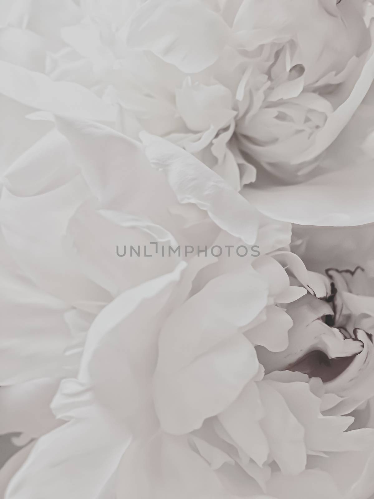 White peony flower as abstract floral background for holiday branding design