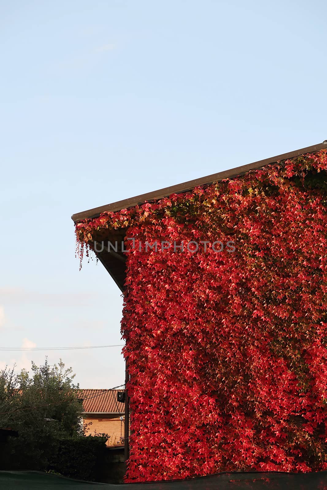 The red leaves of a Canadian vine color the facade of a house in Lombardy.