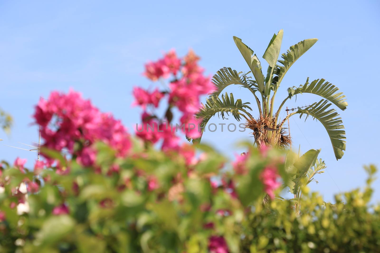 Muse plant in a Mediterranean garden with pink flowers and bright sky.