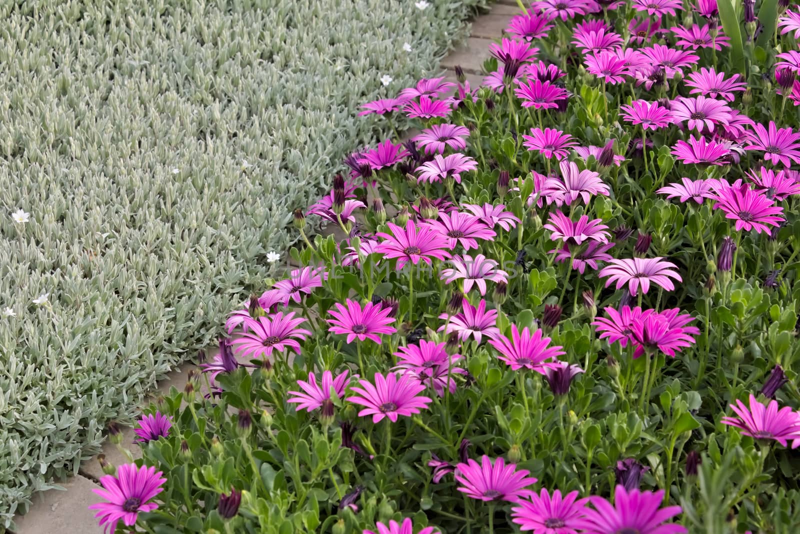 The flowers of Cerastium tomentosum and African daisy (Dimorphotheca pluvialis) move under the Mediterranean breeze.