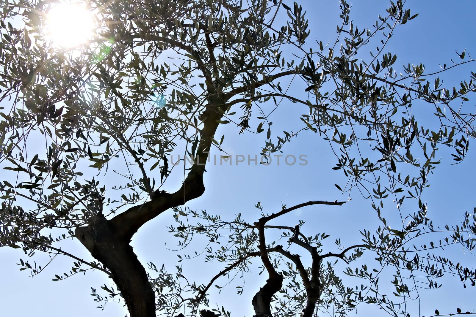 Olive plant in with sky background.. by Paolo_Grassi