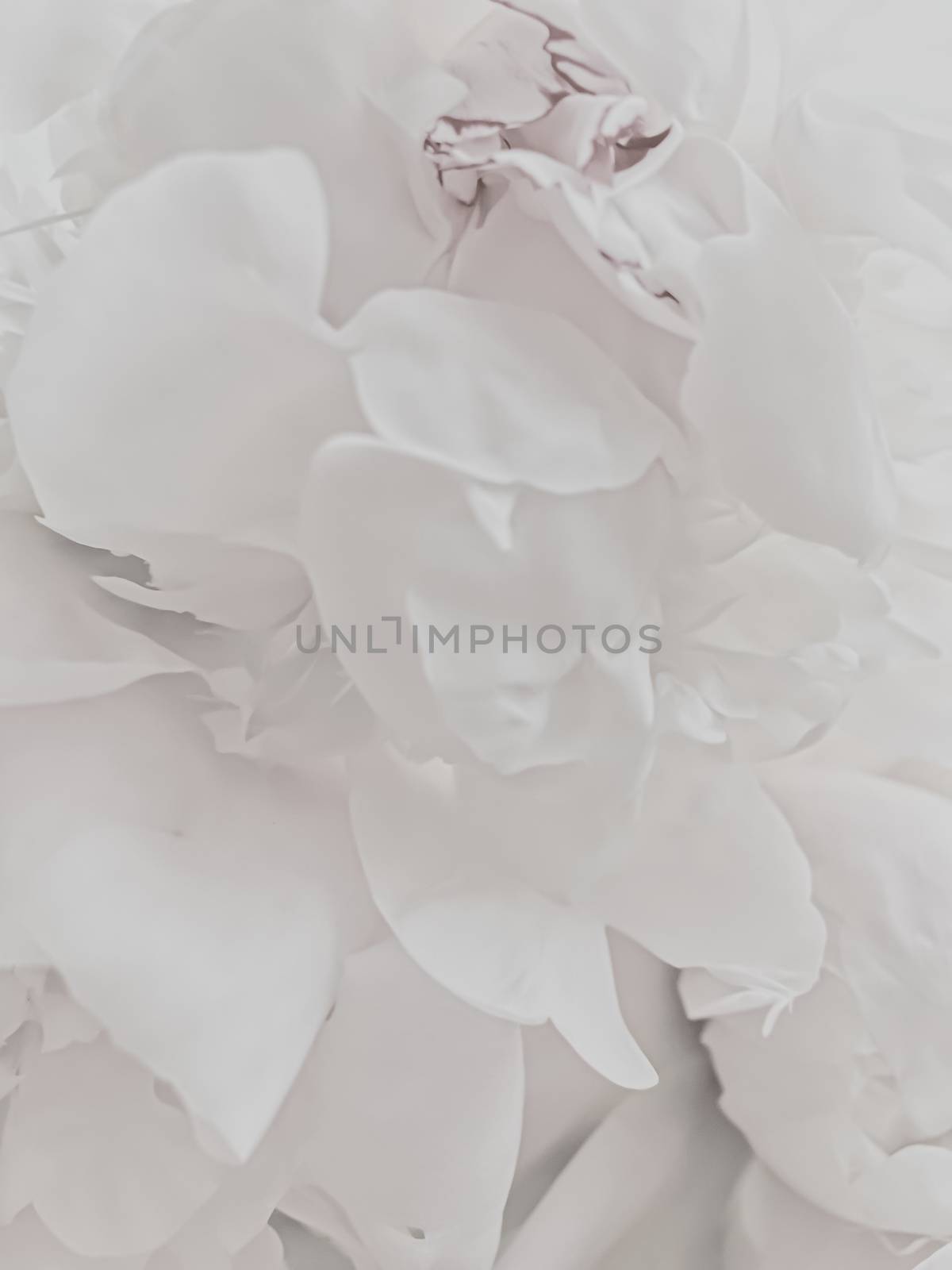 White peony flower as abstract floral background for holiday branding design