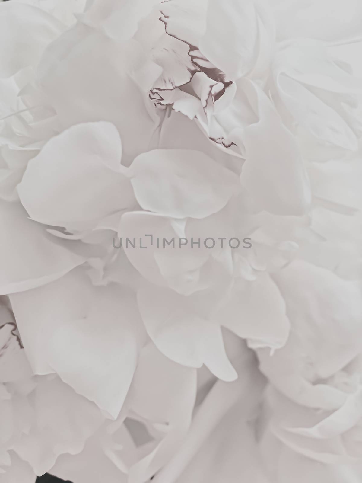 White peony flower as abstract floral background for holiday branding by Anneleven