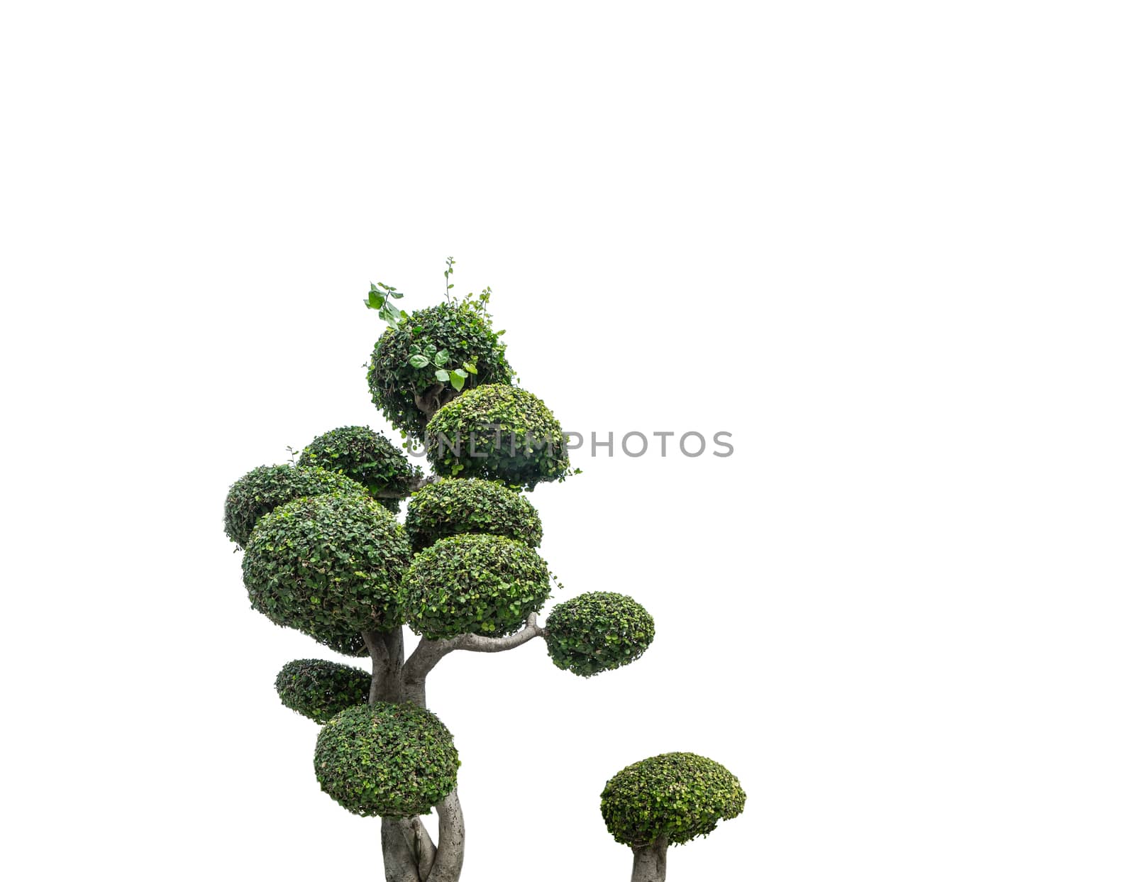 Bonsai trees on isolated white background. by Buttus_casso
