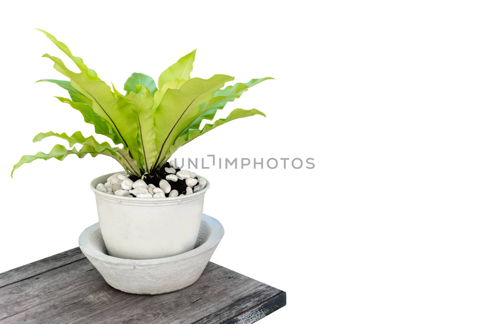 Potted plants on isolated white background by Buttus_casso