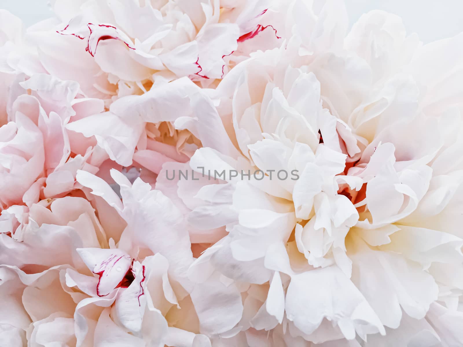 Bouquet of peony flowers on luxury marble background, wedding flatlay and event branding by Anneleven