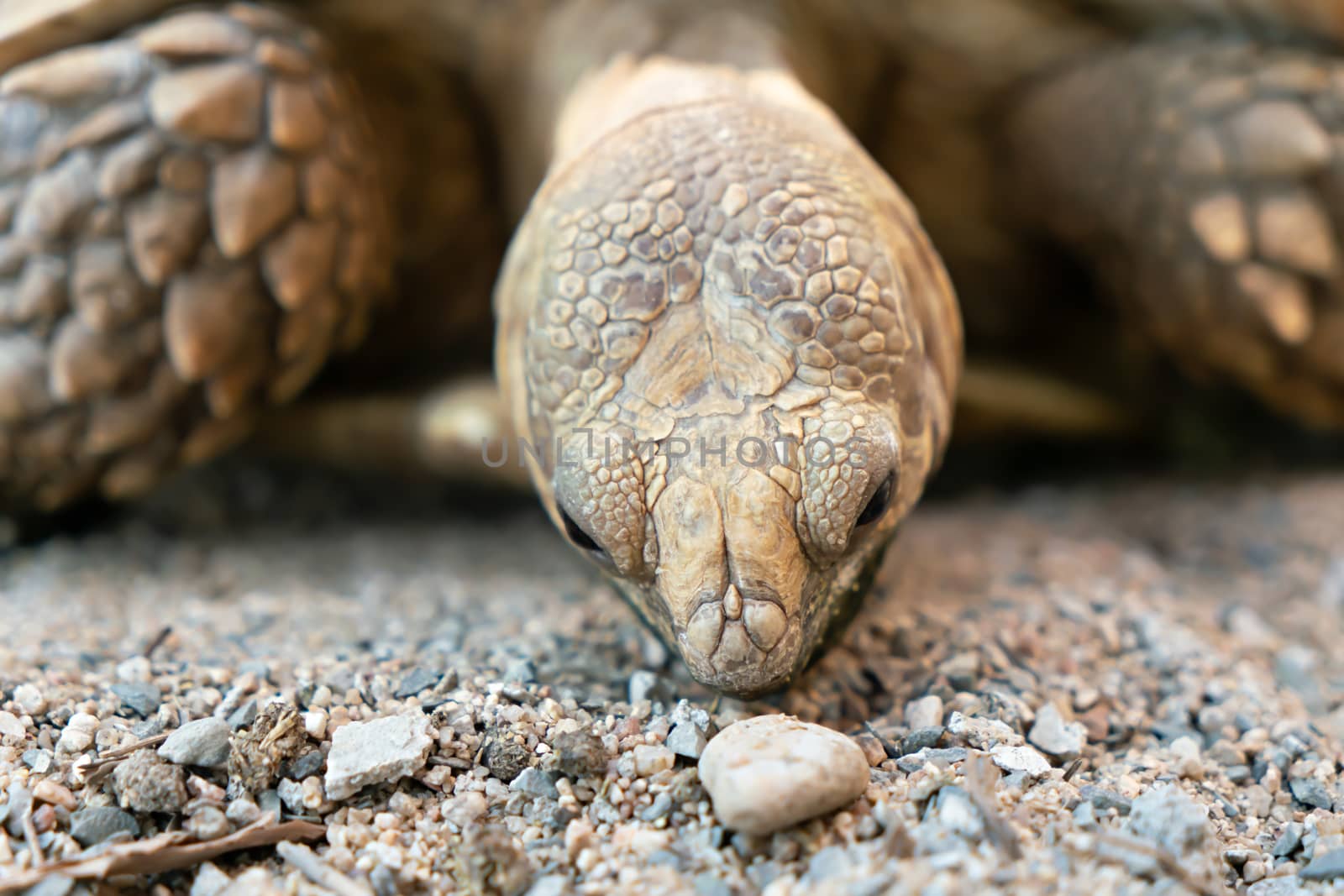Sulcata tortoise is animals at the zoo
