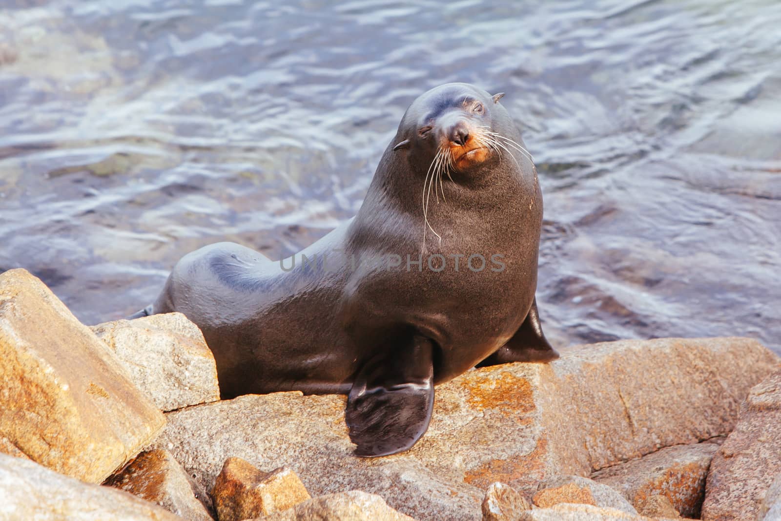 A seal basks in the sun in Narooma, New South Wales, Australia