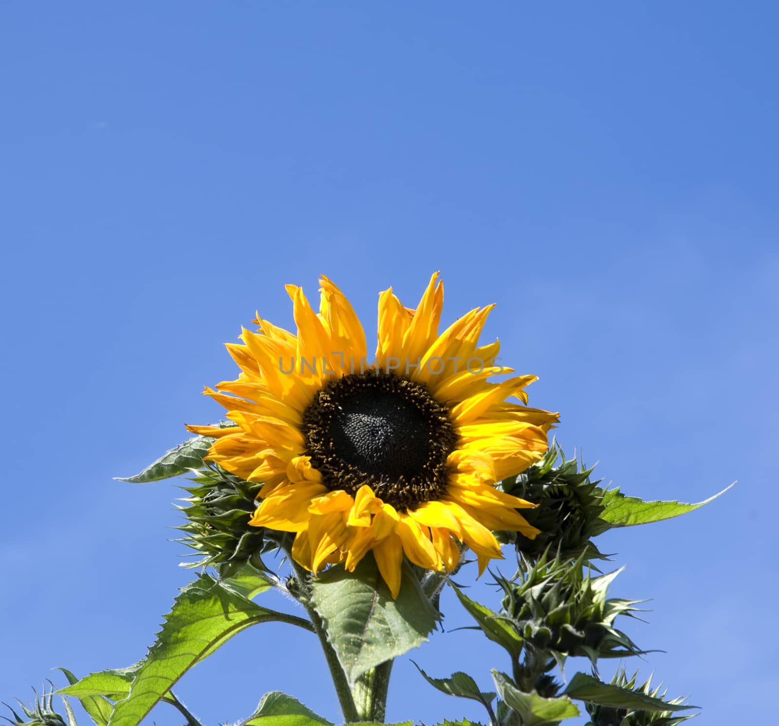 A sunflower against a blue sky