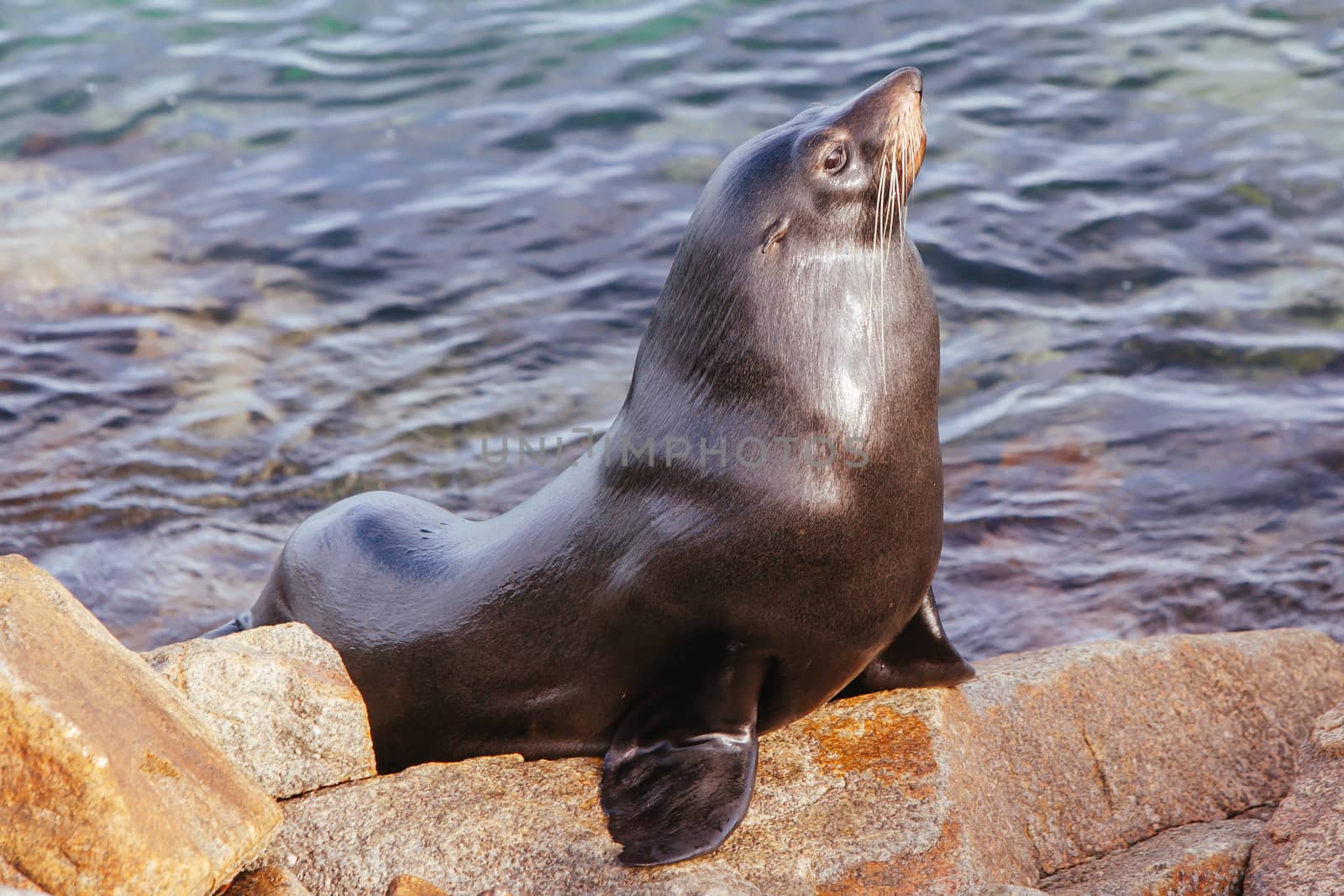 Seal in Narooma Inlet Australia by FiledIMAGE