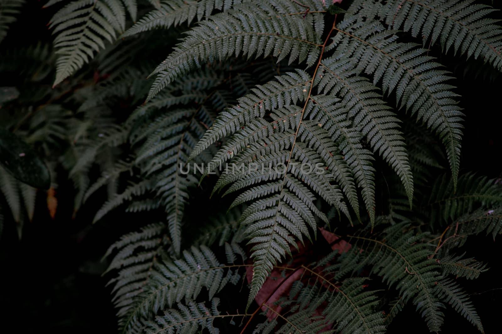 Blurred green leaf at the forest.  Abstract background