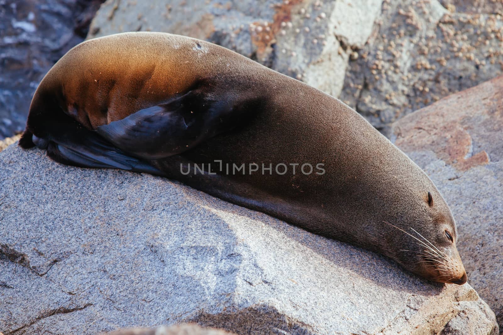 A seal basks in the sun in Narooma, New South Wales, Australia