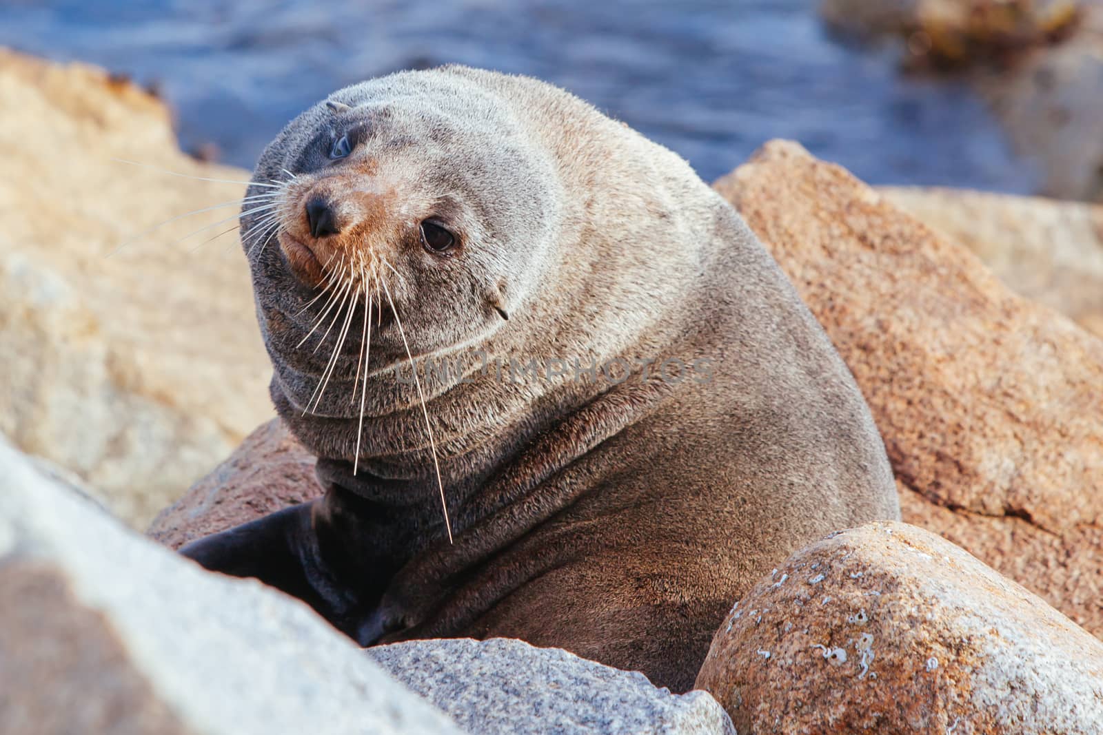 A seal basks in the sun in Narooma, New South Wales, Australia