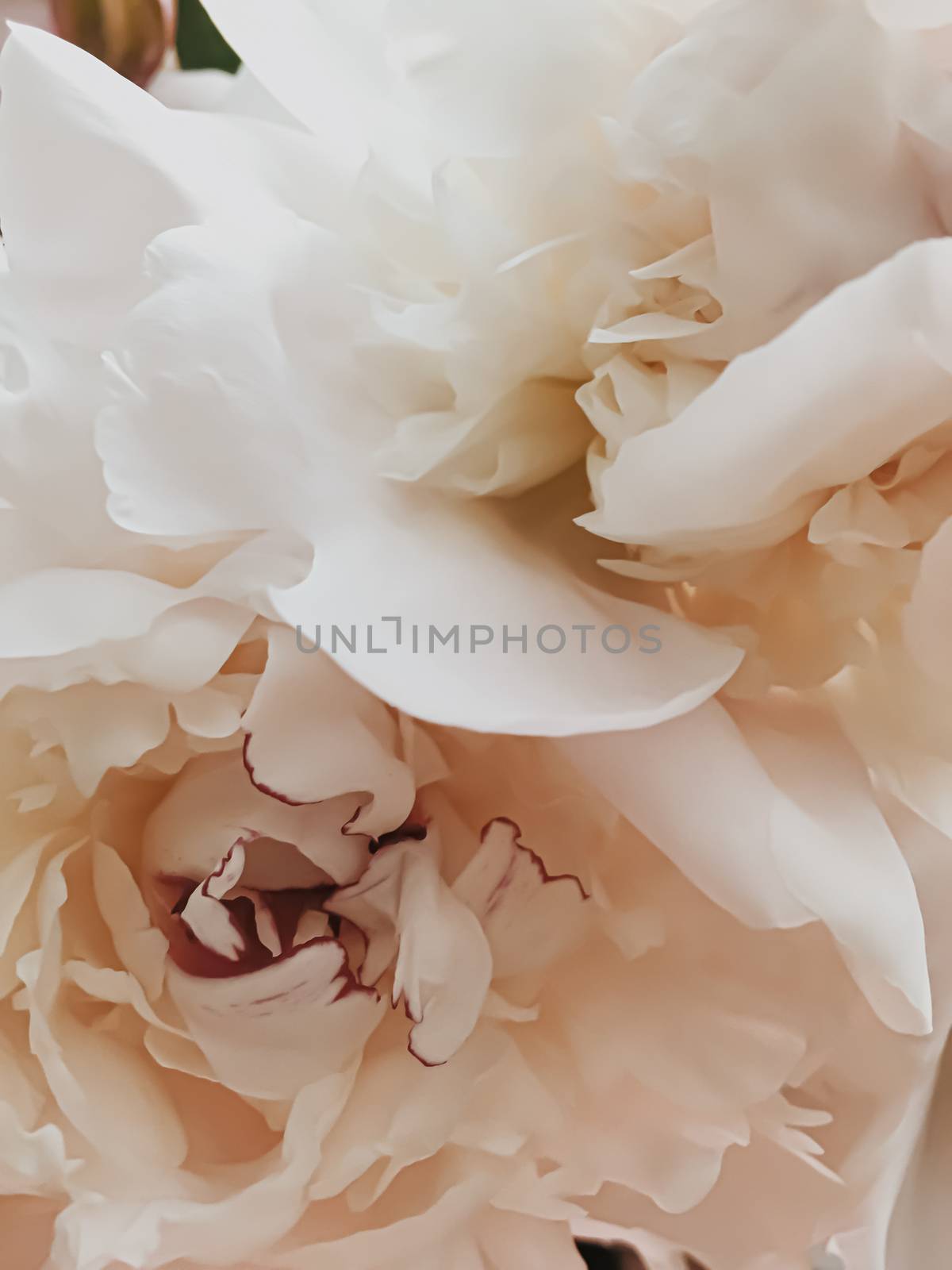 Beige peony flower as abstract floral background for holiday branding design