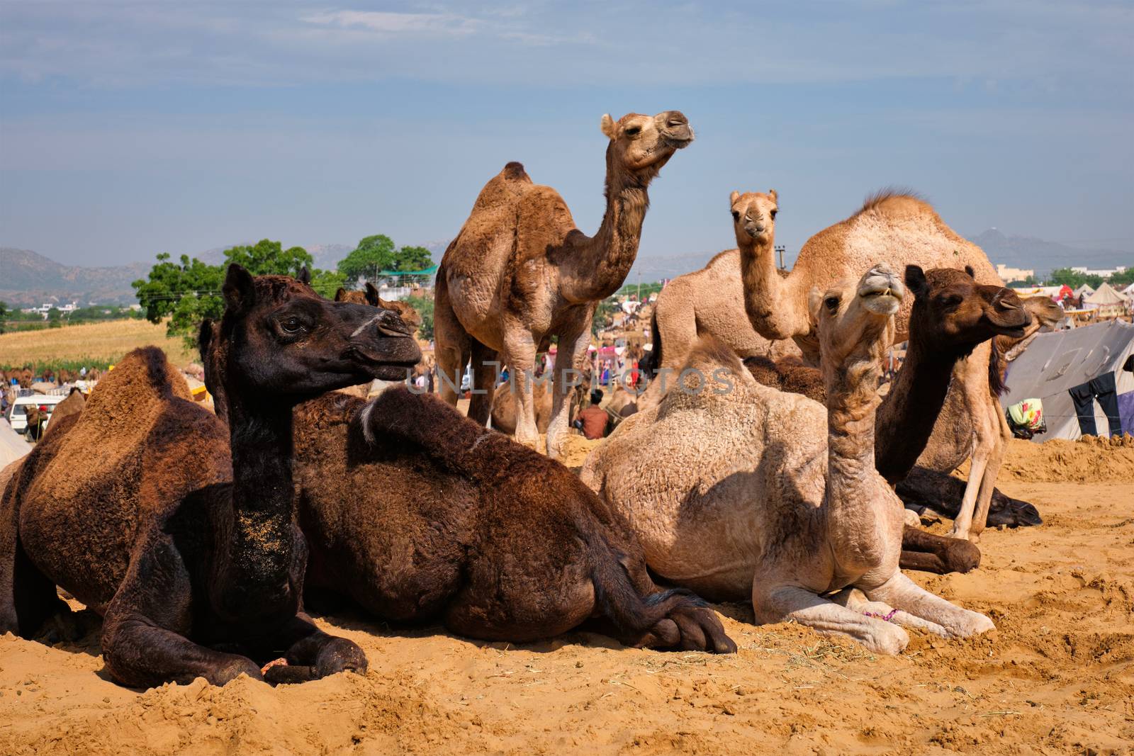 Camels at Pushkar Mela Pushkar Camel Fair , India by dimol