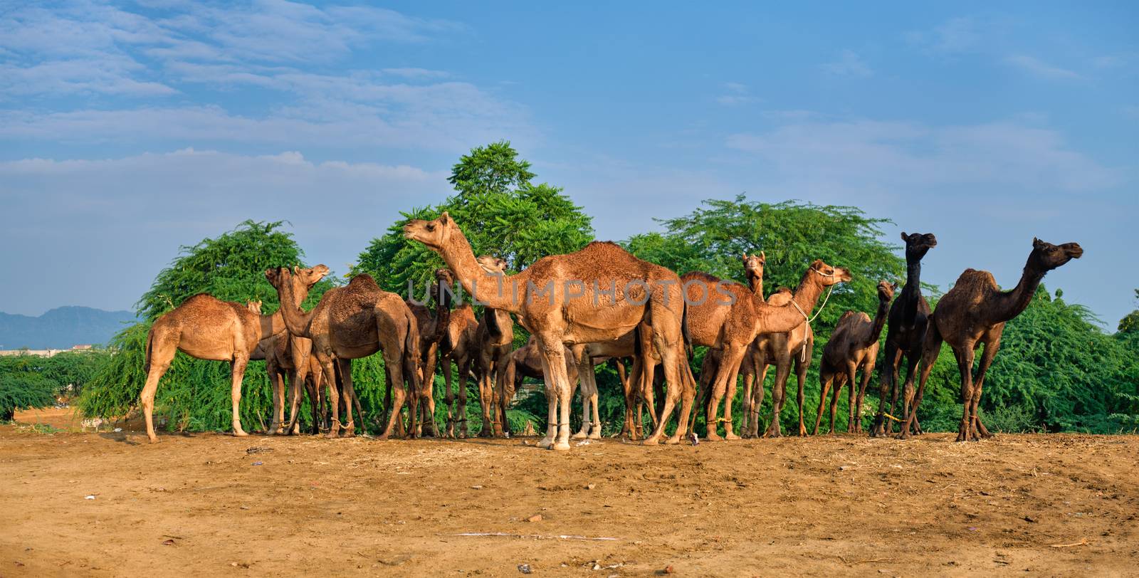 Camels at Pushkar Mela Pushkar Camel Fair , India by dimol