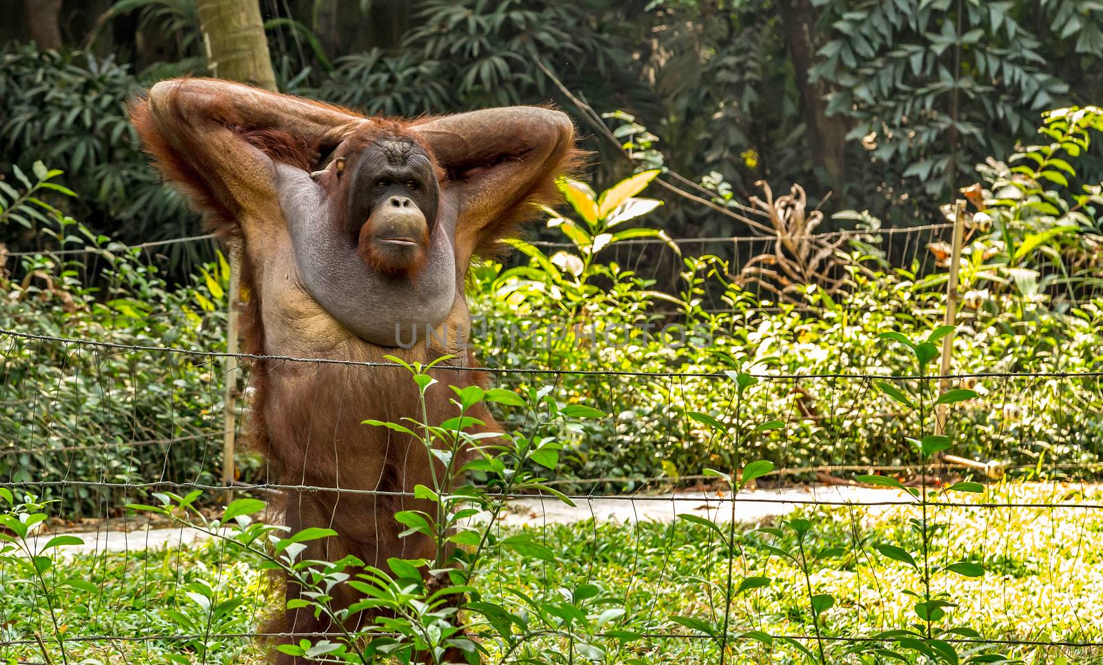 Portrait of Orangutan safari nature