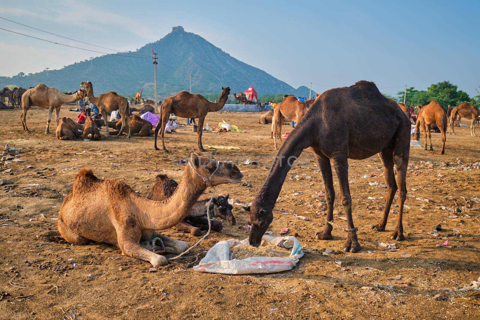 Camels at Pushkar Mela Pushkar Camel Fair , India by dimol