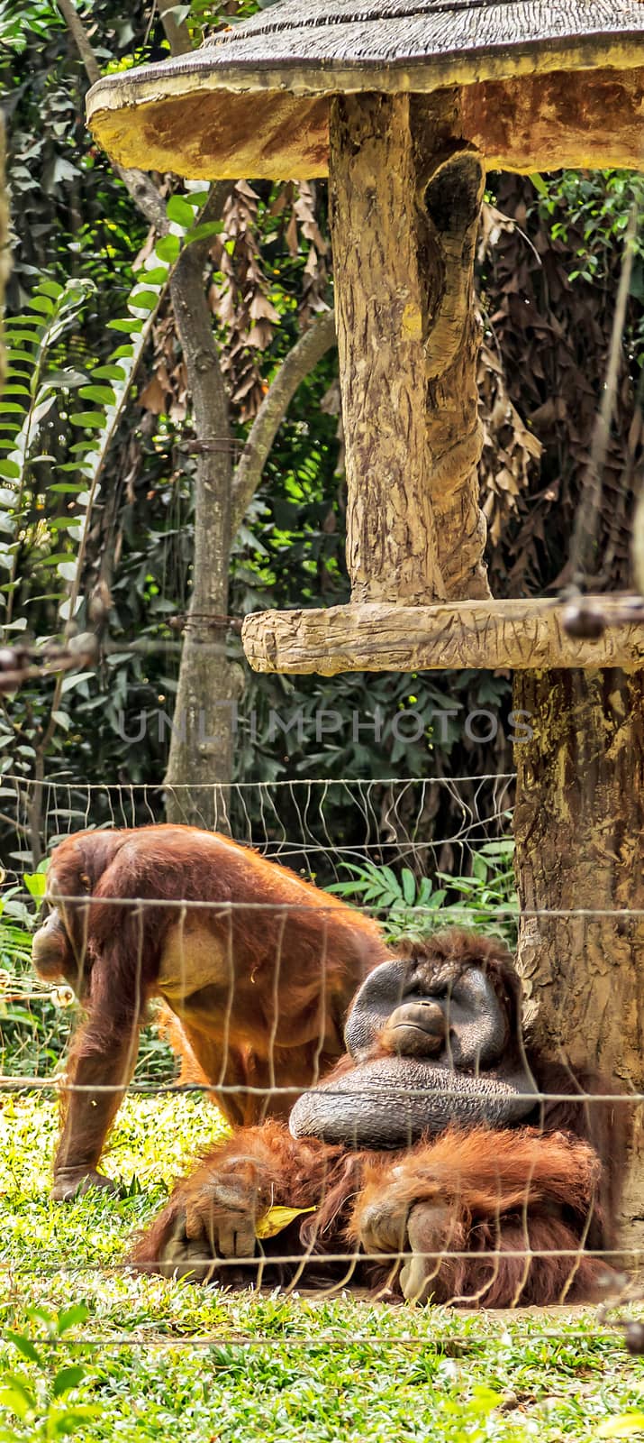 Orangutan family monkey sitting in the jungle