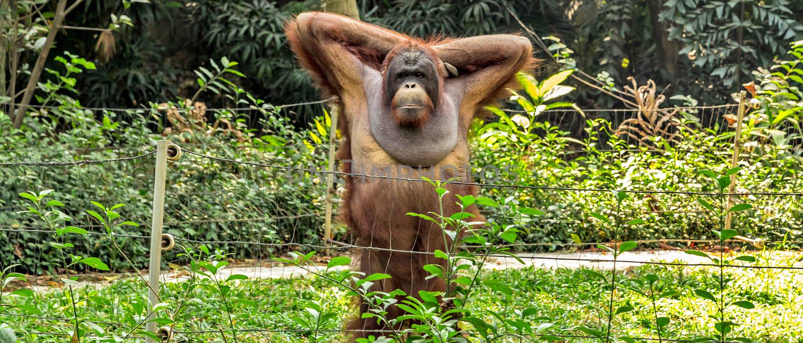 Orangutan male portrait by Vladyslav